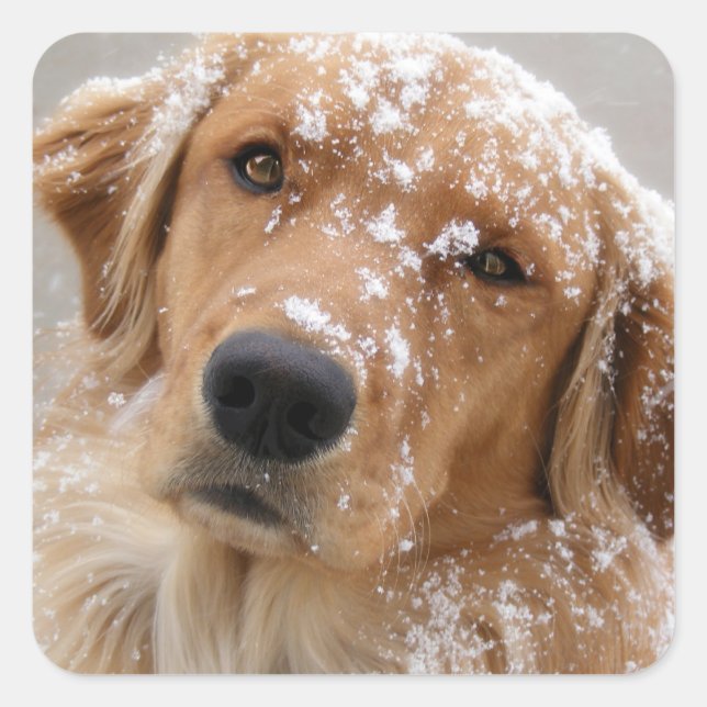 Chilly Hund Fyrkantigt Klistermärke (Framsida)