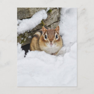 Chilly Little Chipmunk i Snö Vykort