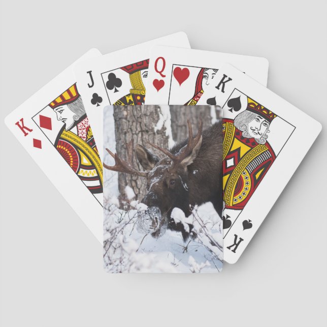 Chilly Moose Casinokort (Baksidan)