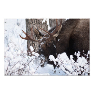 Chilly Moose Fototryck