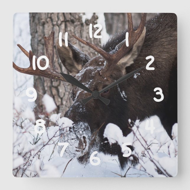 Chilly Moose Fyrkantig Klocka (Framsida)