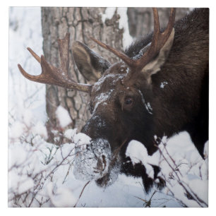 Chilly Moose Kakelplatta