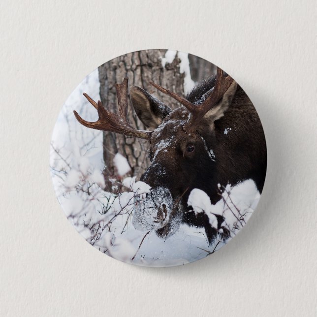 Chilly Moose Knapp (Framsida)