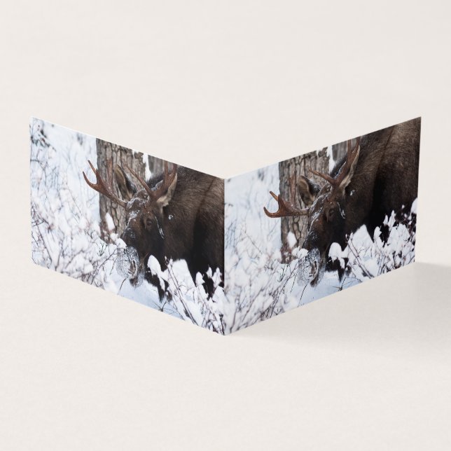 Chilly Moose Kort (Utsida)
