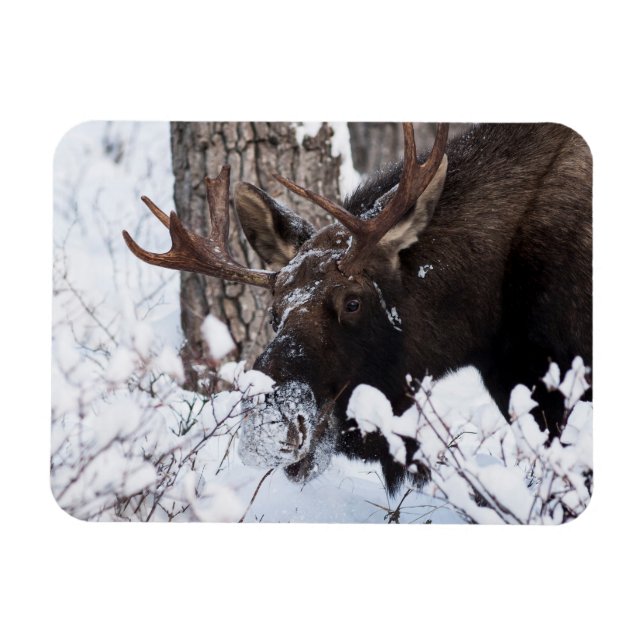 Chilly Moose Magnet (Horisontell)