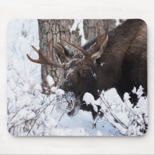 Chilly Moose Musmatta