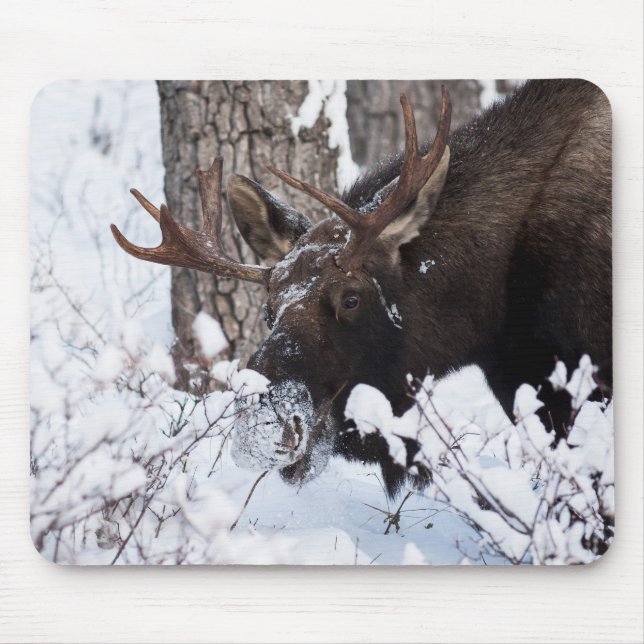 Chilly Moose Musmatta (Framsidan)