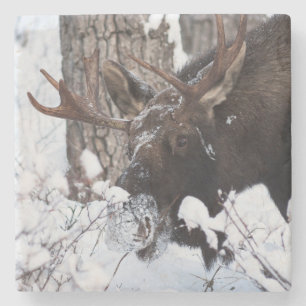 Chilly Moose Stenunderlägg