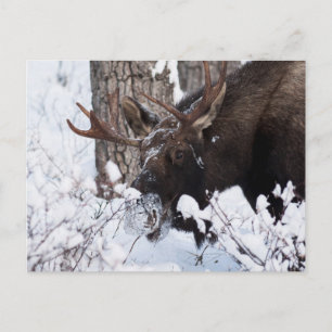 Chilly Moose Vykort