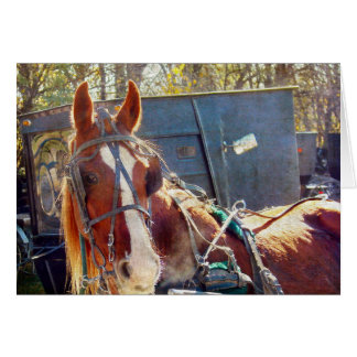 Chilly MorgAmish Horse Hälsningskort