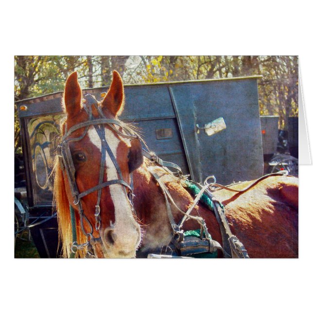 Chilly MorgAmish Horse Hälsningskort (Framsidan Horizontal)