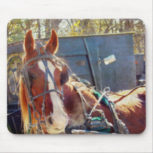 Chilly MorgAmish Horse Musmatta