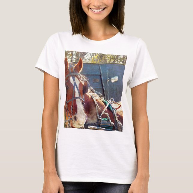 Chilly MorgAmish Horse T Shirt (Framsida)