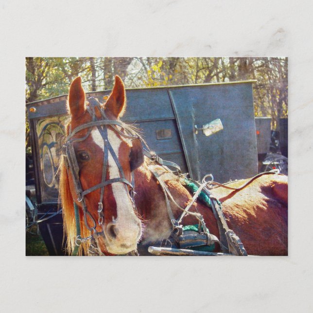 Chilly MorgAmish Horse Vykort (Framsida)