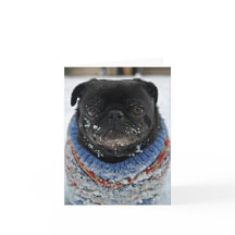 Chilly Pug Note Card - tomt