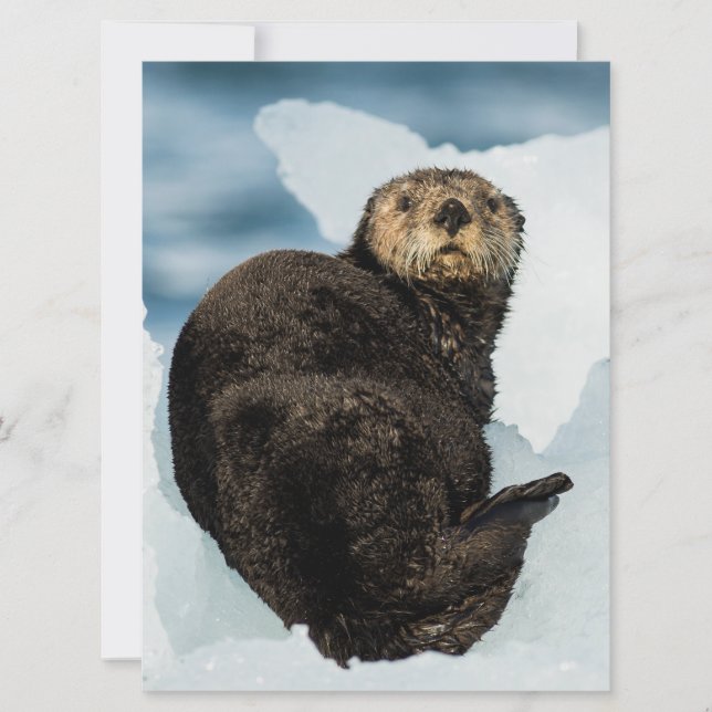 Chilly Sea Otter (Framsida)