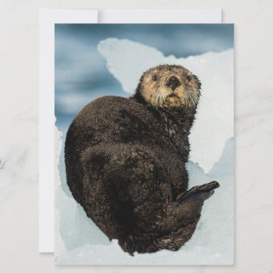 Chilly Sea Otter