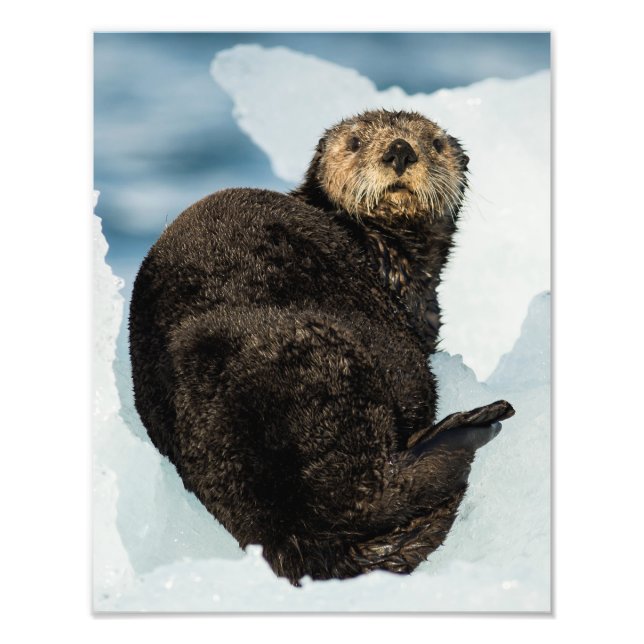 Chilly Sea Otter Fototryck (Framsidan)