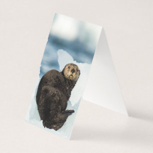 Chilly Sea Otter Kort