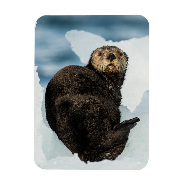 Chilly Sea Otter Magnet (Vertikal)