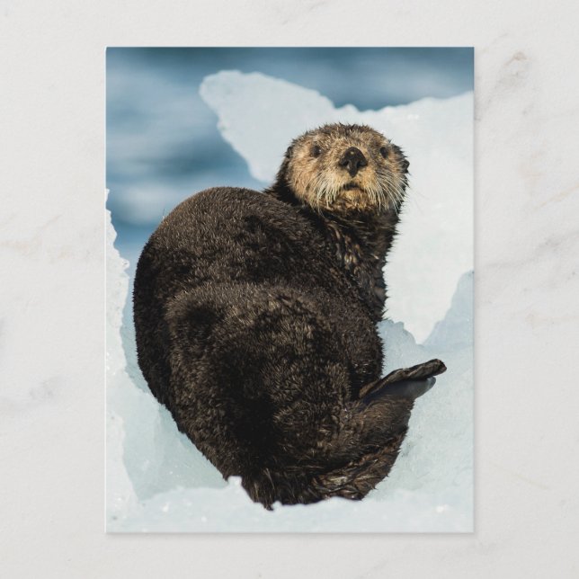 Chilly Sea Otter Vykort (Framsida)