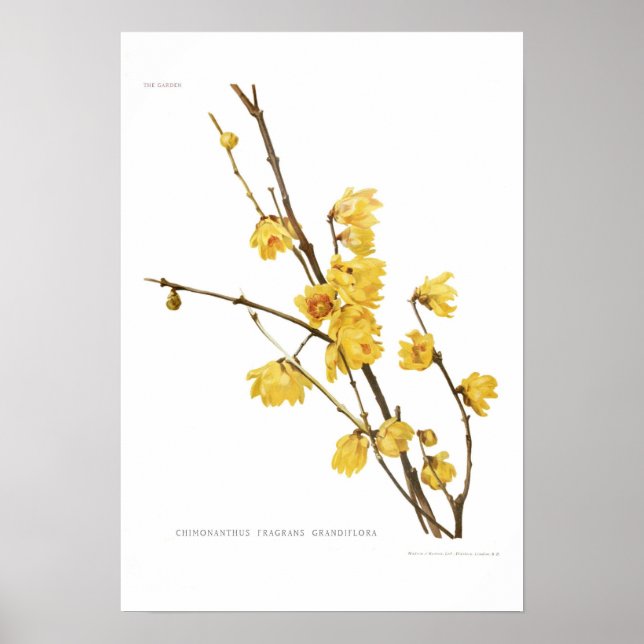 Chimonanthus fragrans poster (Framsidan)