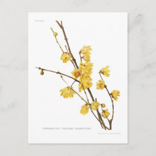 Chimonanthus fragrans vykort