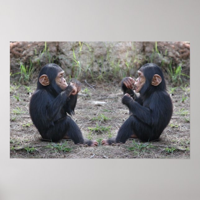 Chimp Chimp Poster (Framsidan)