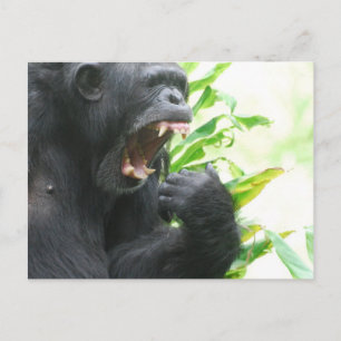 Chimp Fangs vykort
