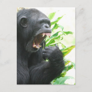 Chimp Fangs-vykort Vykort