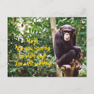 Chimp Humor vykort