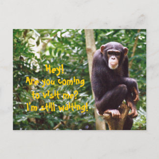 Chimp Humor vykort