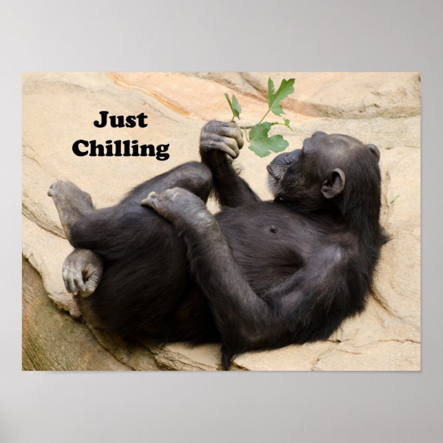 Chimp just chilling poster (Framsidan)