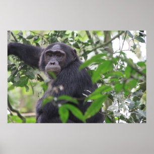 Chimp Poster