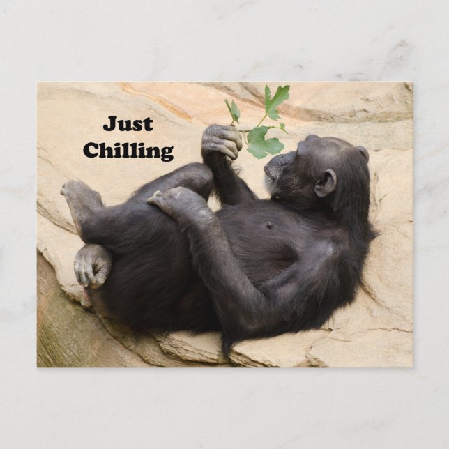 Chimp Relaxing Vykort (Framsida)