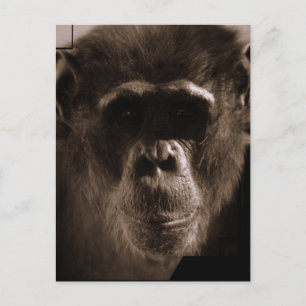 Chimp-vykort Vykort