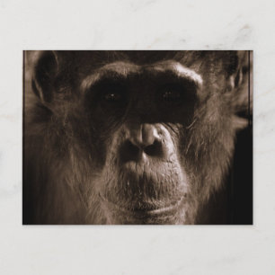 Chimp-vykort Vykort