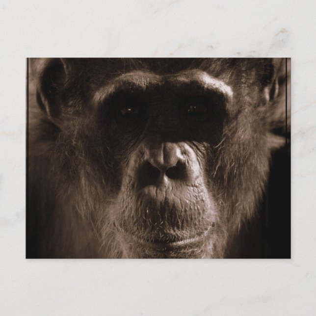Chimp-vykort Vykort (Framsida)