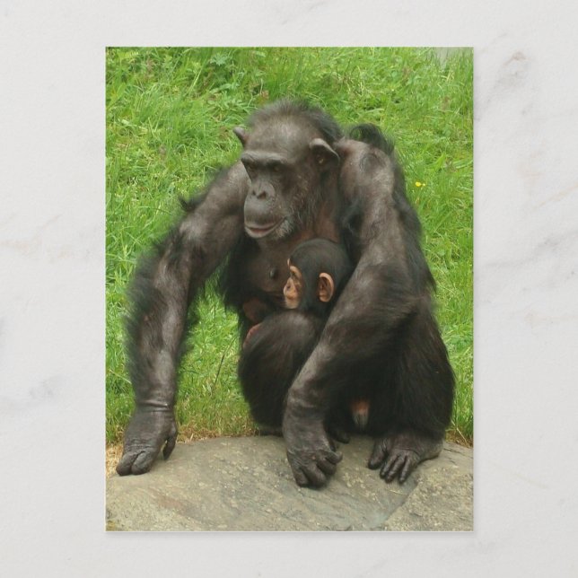 Chimpans med baby-vykort vykort (Framsida)