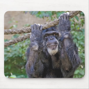 Chimpans på rep musmatta