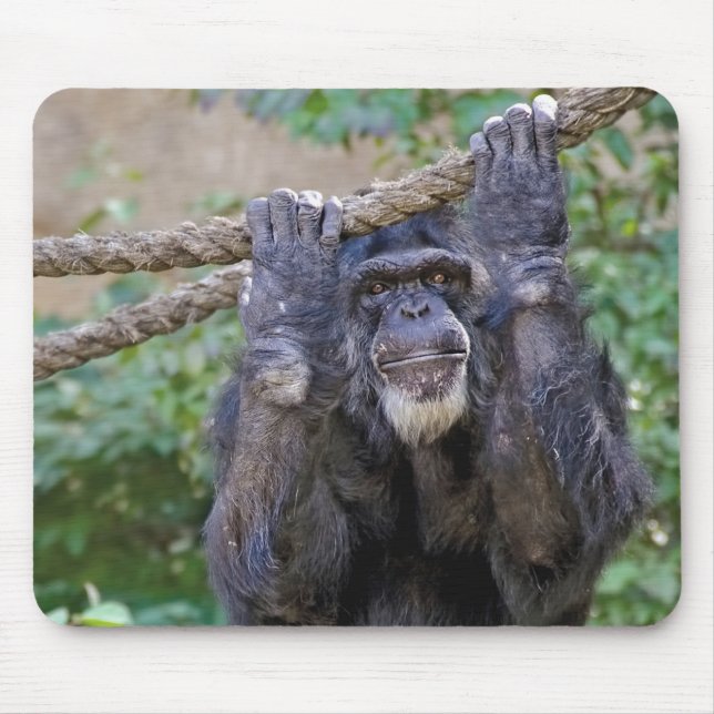 Chimpans på rep musmatta (Framsidan)