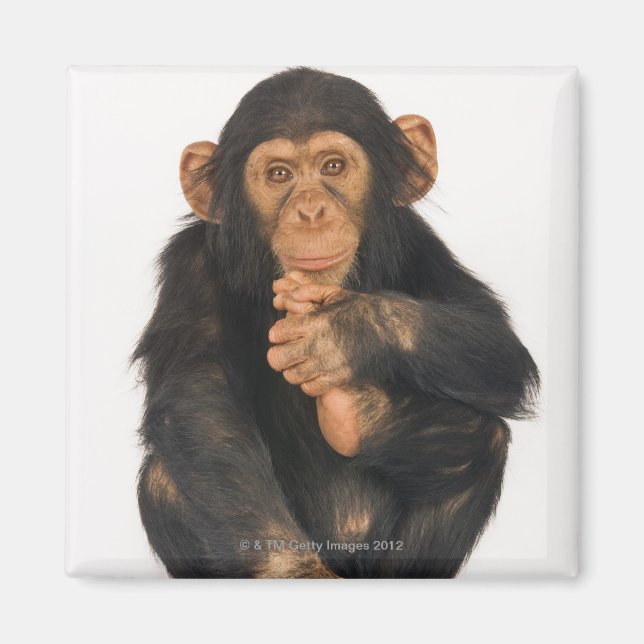 Chimpans (Pan-troglodytes) Magnet (Framsidan)