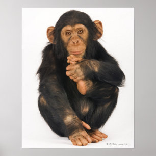 Chimpans (Pan-troglodytes) Poster