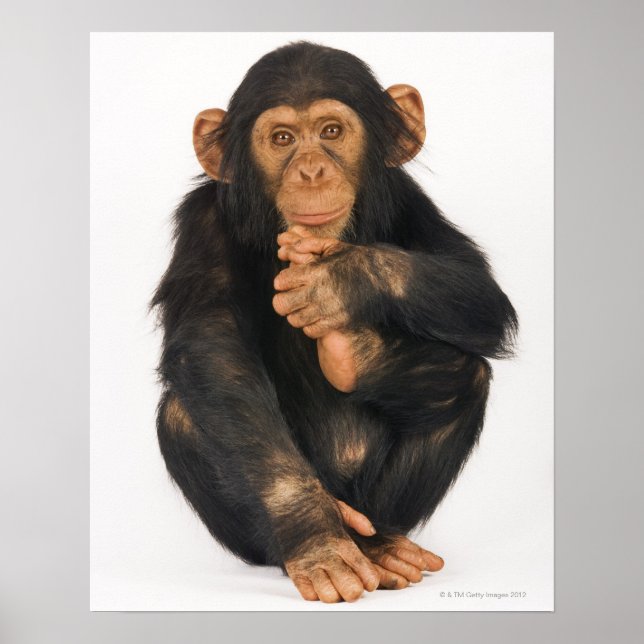 Chimpans (Pan-troglodytes) Poster (Framsidan)