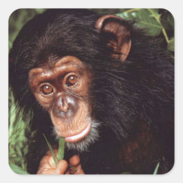 Chimpansee Fyrkantigt Klistermärke