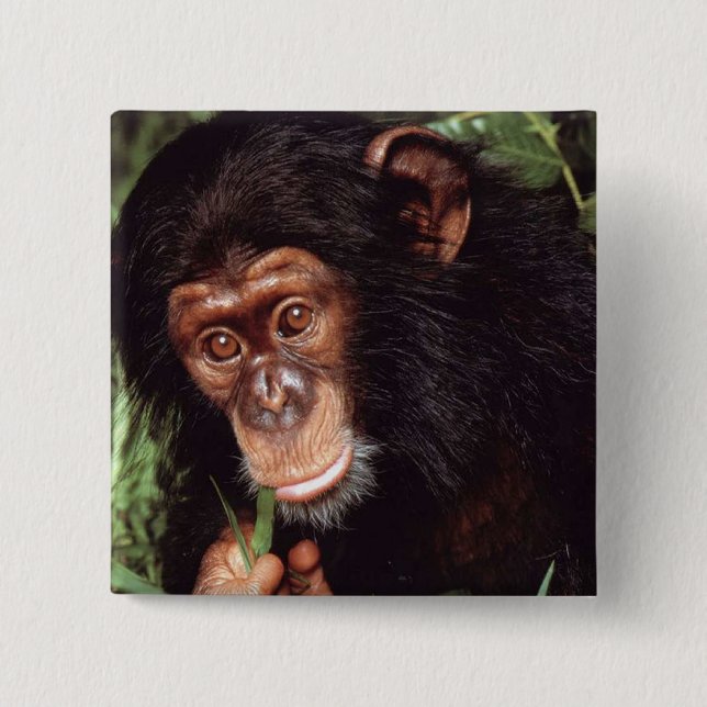 Chimpansee Knapp (Framsida)
