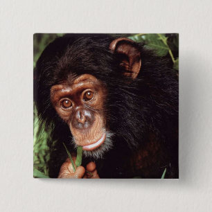 Chimpansee Knapp
