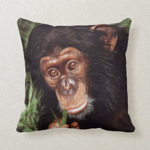 Chimpansee Kudde