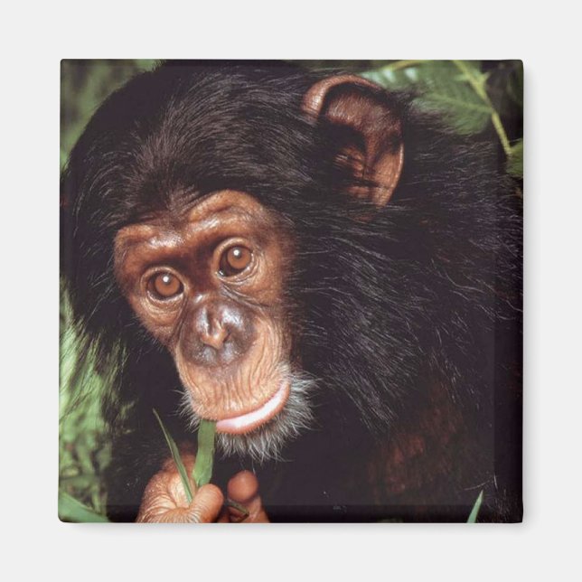 Chimpansee Magnet (Framsidan)
