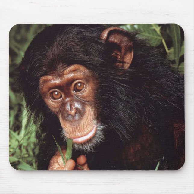 Chimpansee Musmatta (Framsidan)